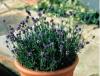 Hoa Oải hương (Lavender) Hoa Oải hương (Lavender)